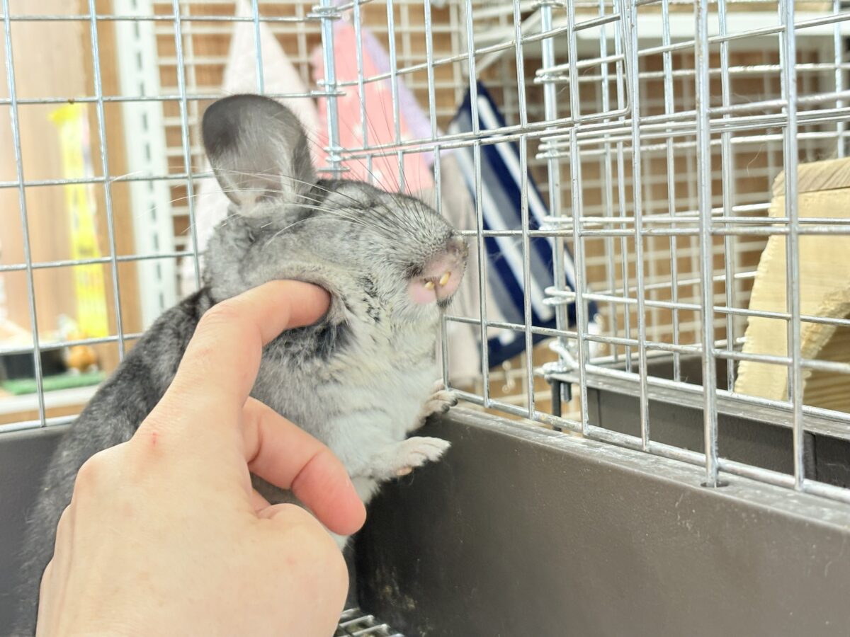 チンチラ