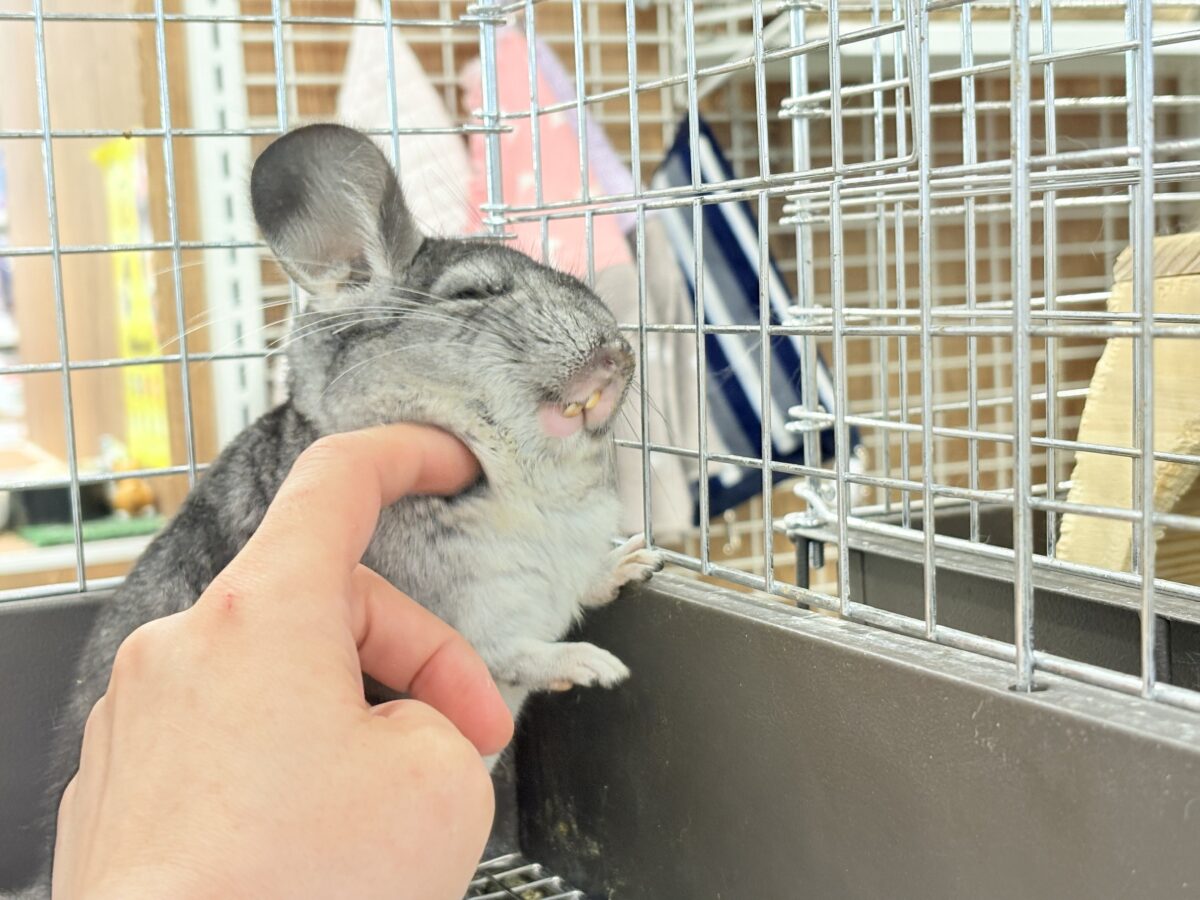 チンチラ