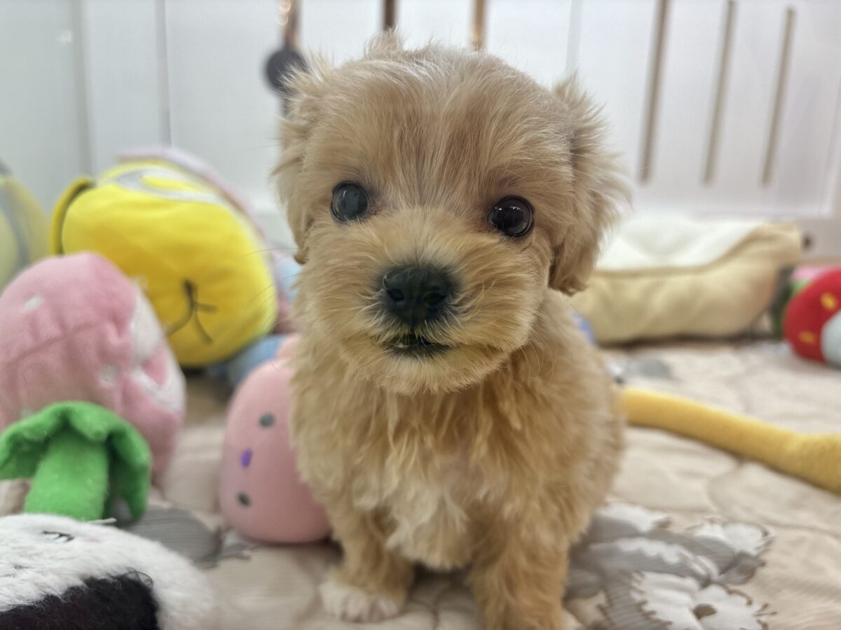 可愛いお顔で見つめちゃうぞ♥マルプーちゃん！