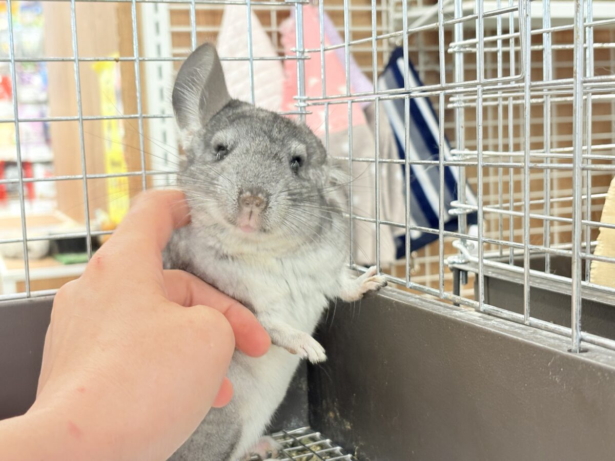 チンチラ
