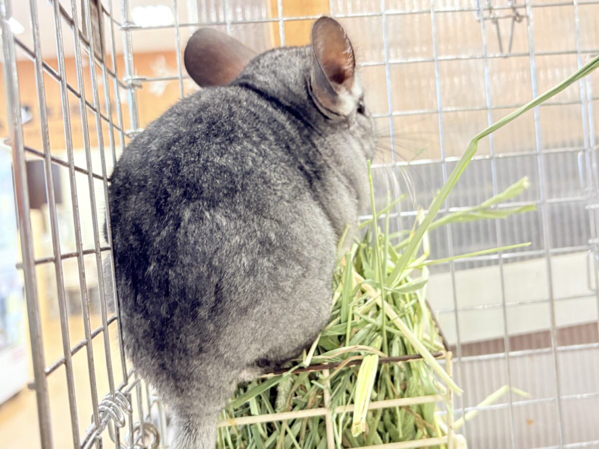 チンチラ