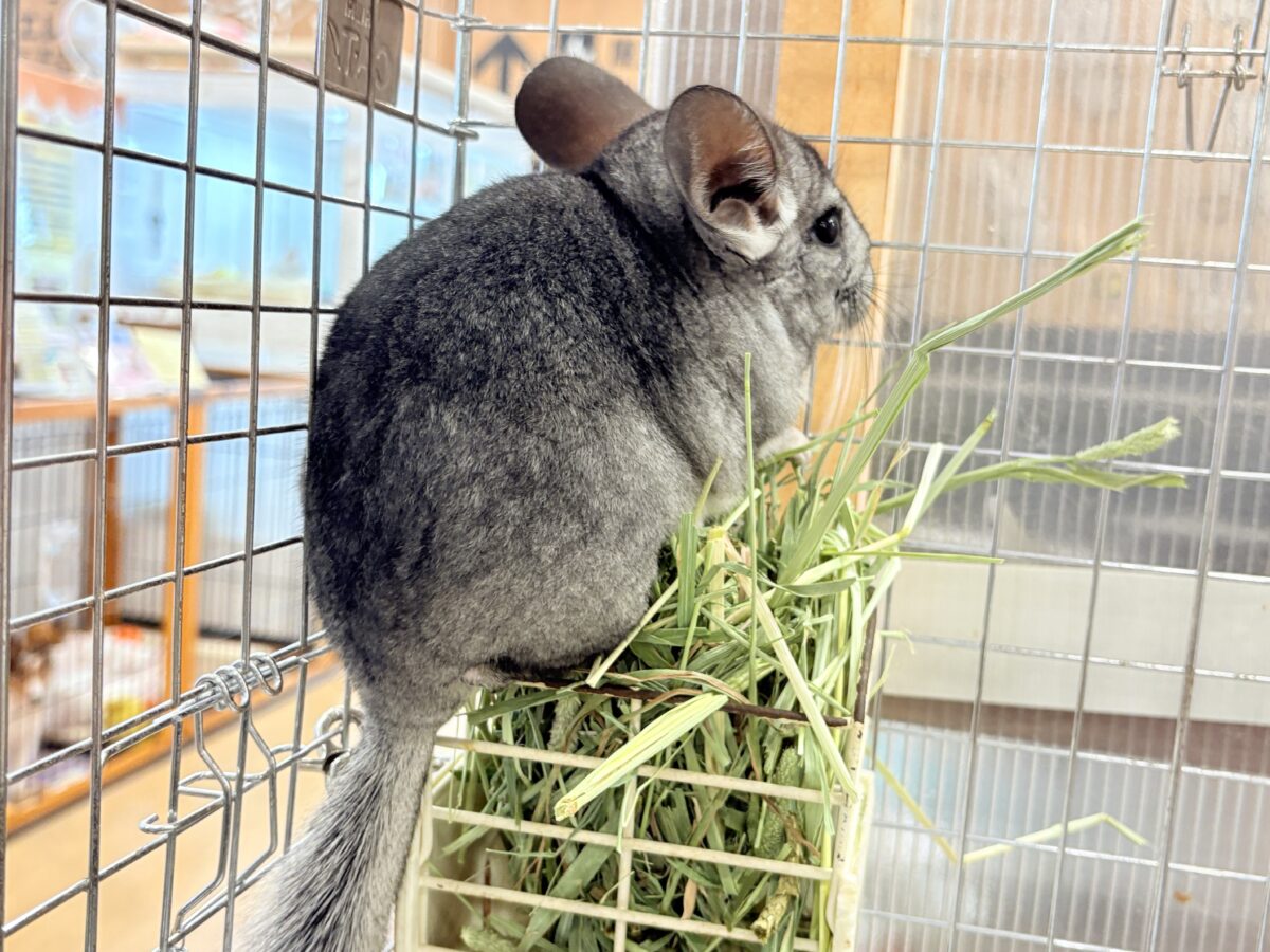 チンチラ