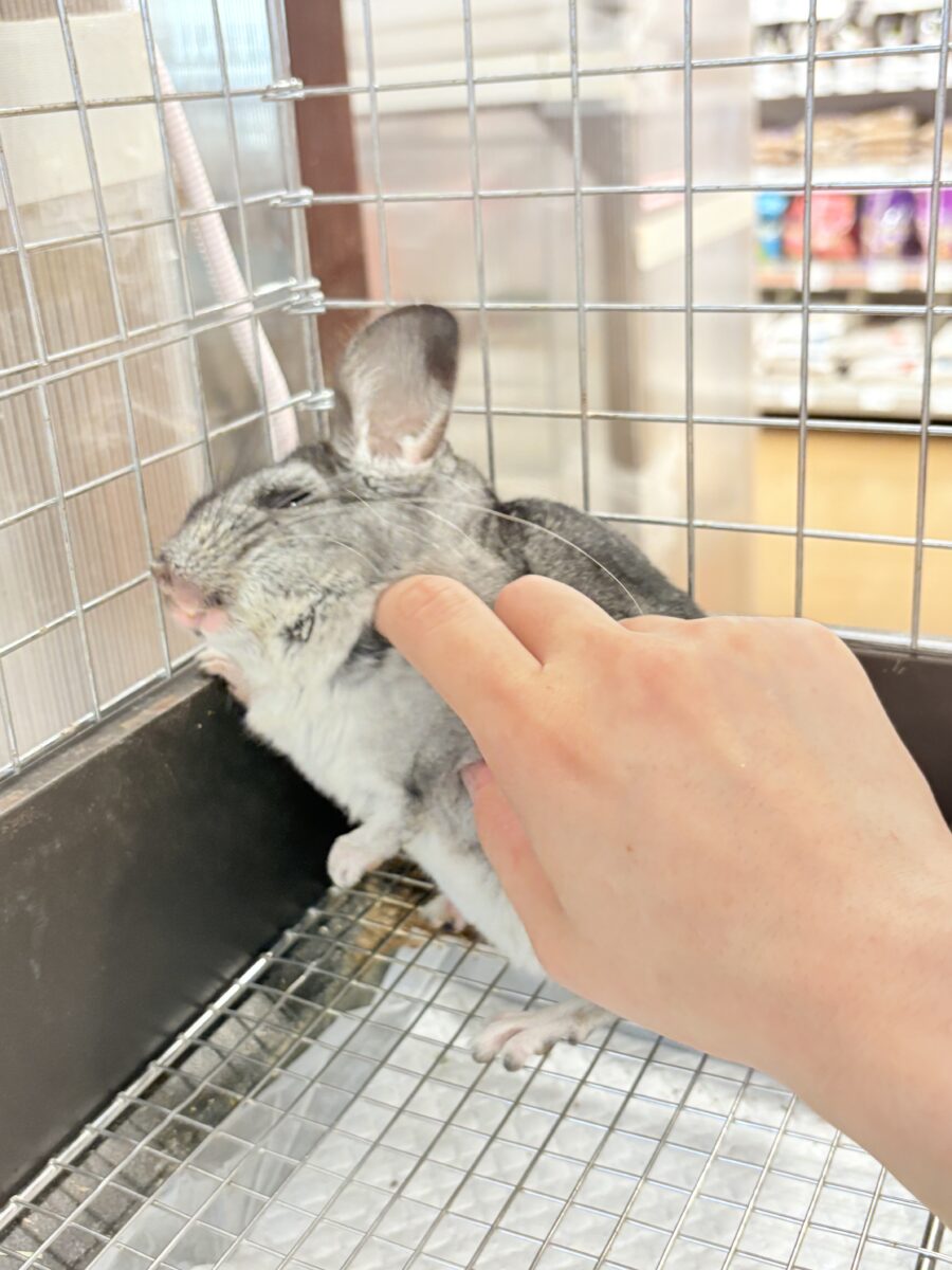 チンチラ