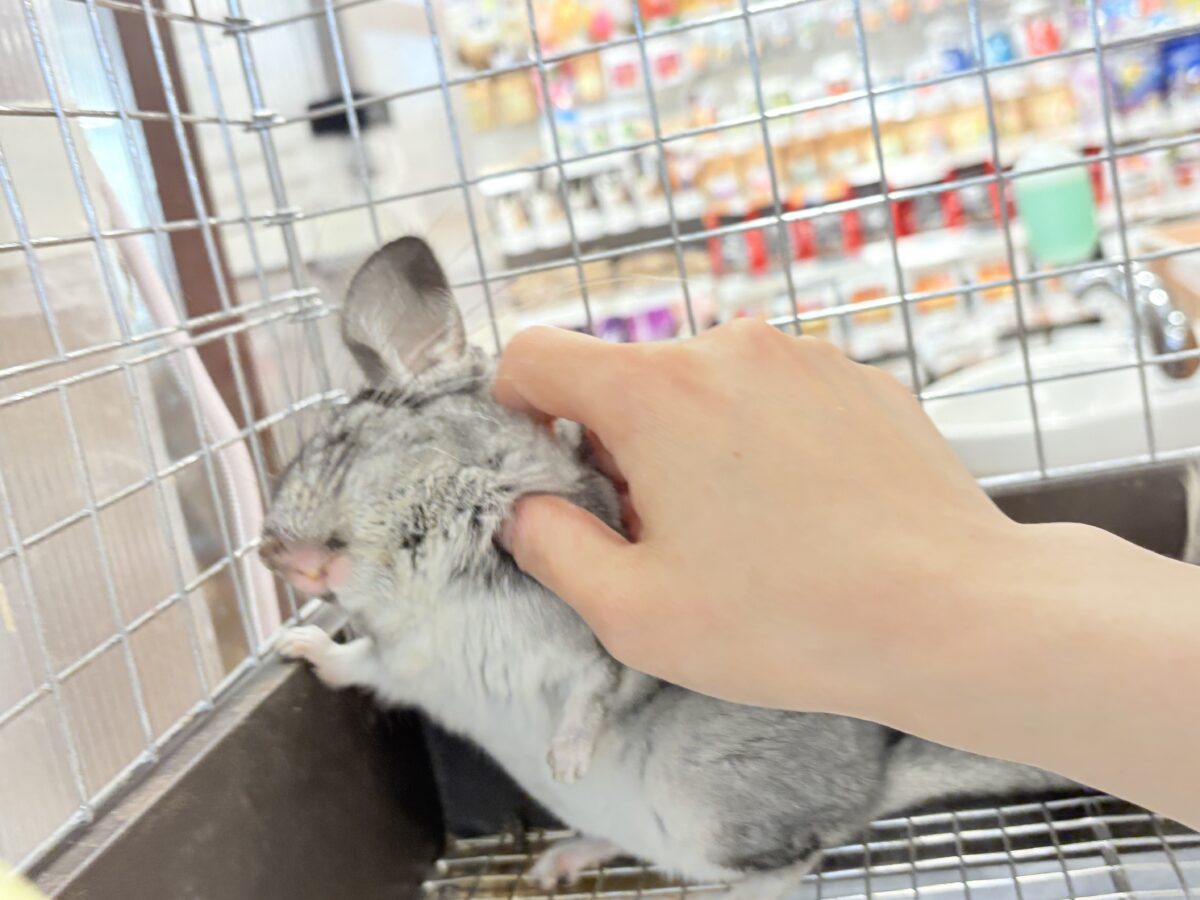 チンチラ