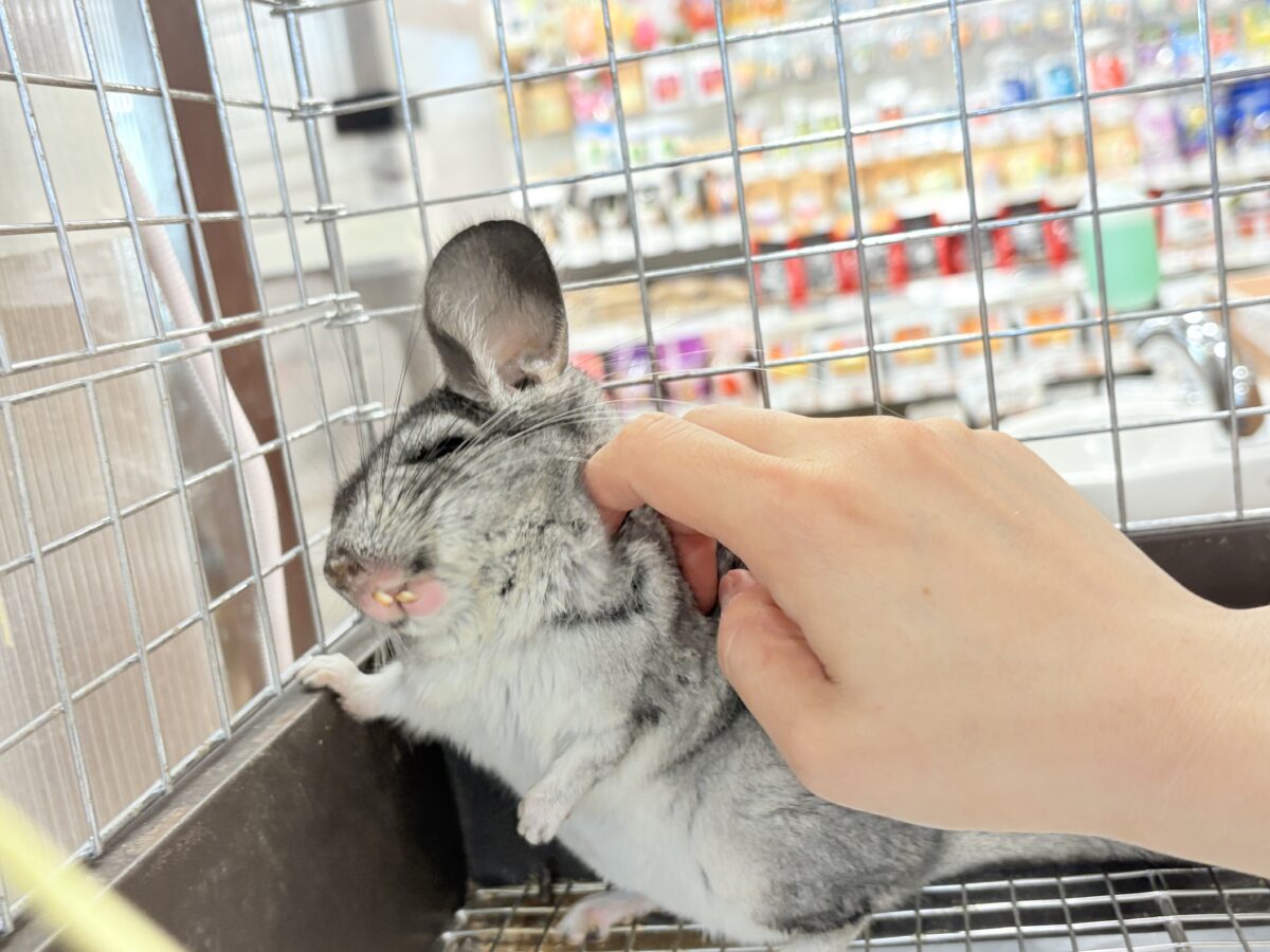 チンチラ