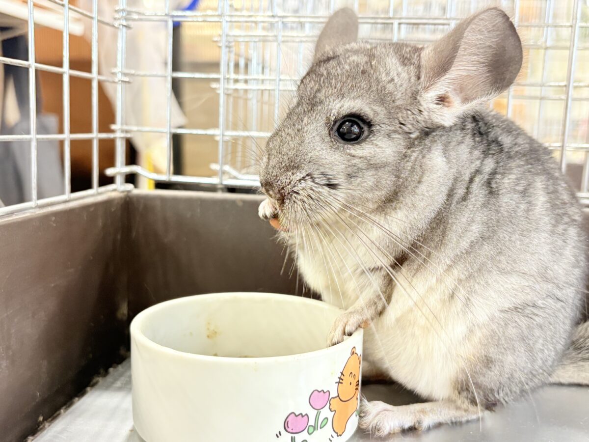 チンチラ