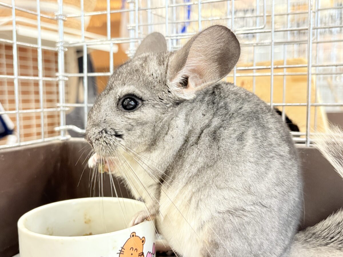 チンチラ