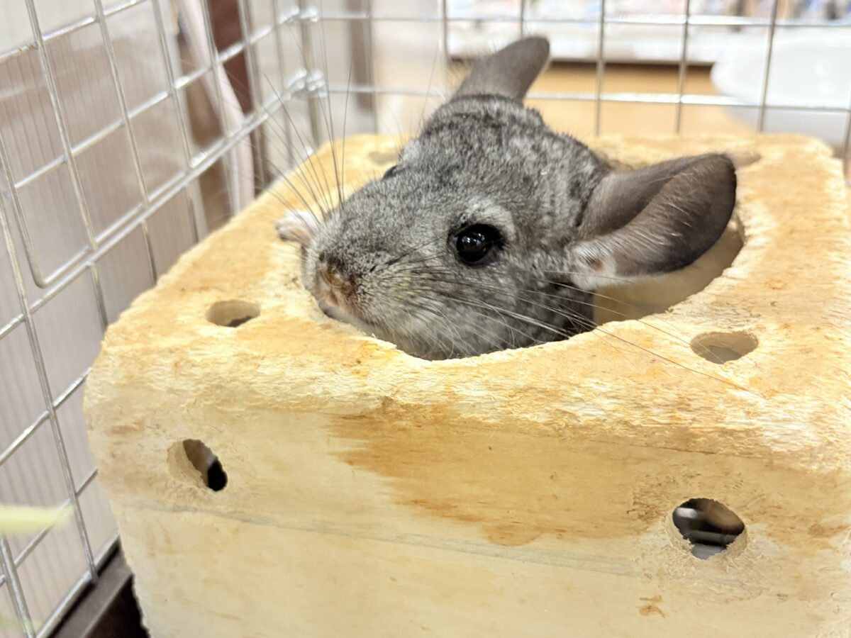 チンチラ