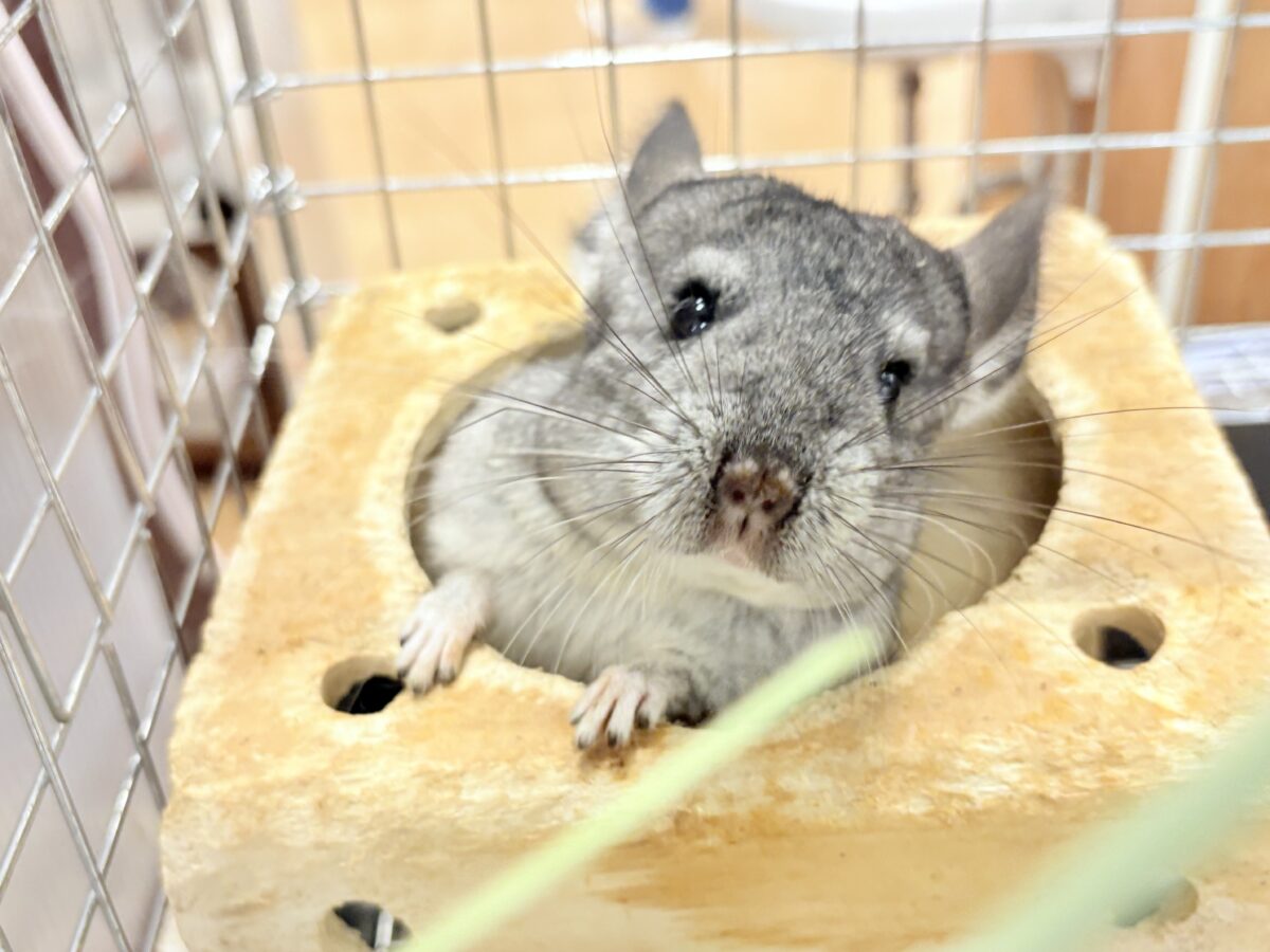 チンチラ