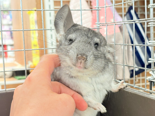 忍者みたいな素早さ🥷好奇心旺盛ボーイ🐭🌿💫チンチラ(グレー) 男の子