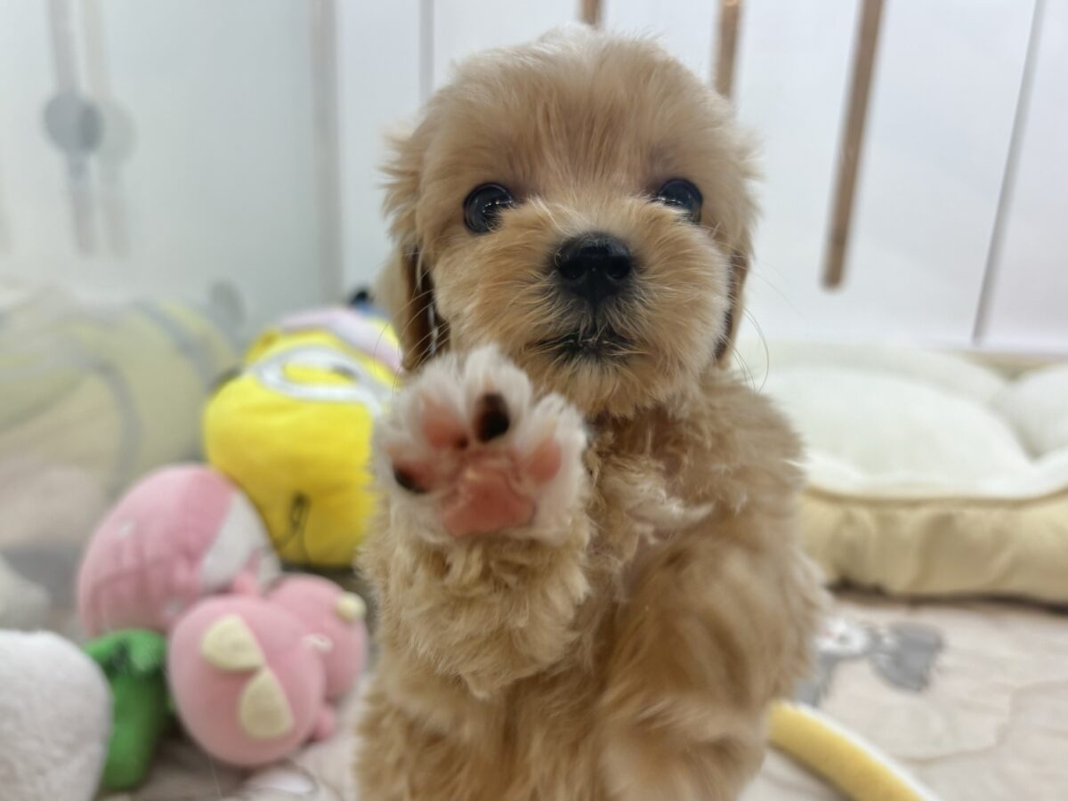 マルプー
