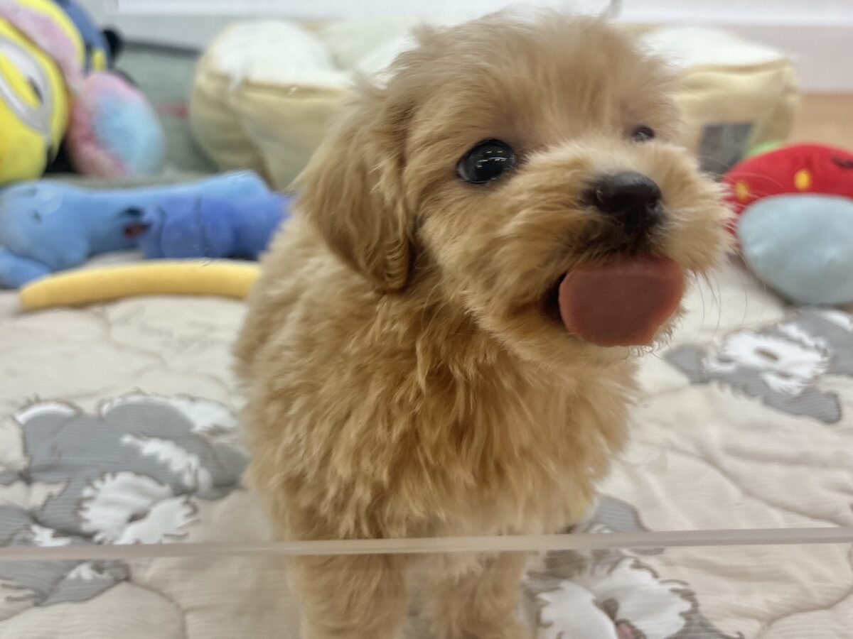 マルプー