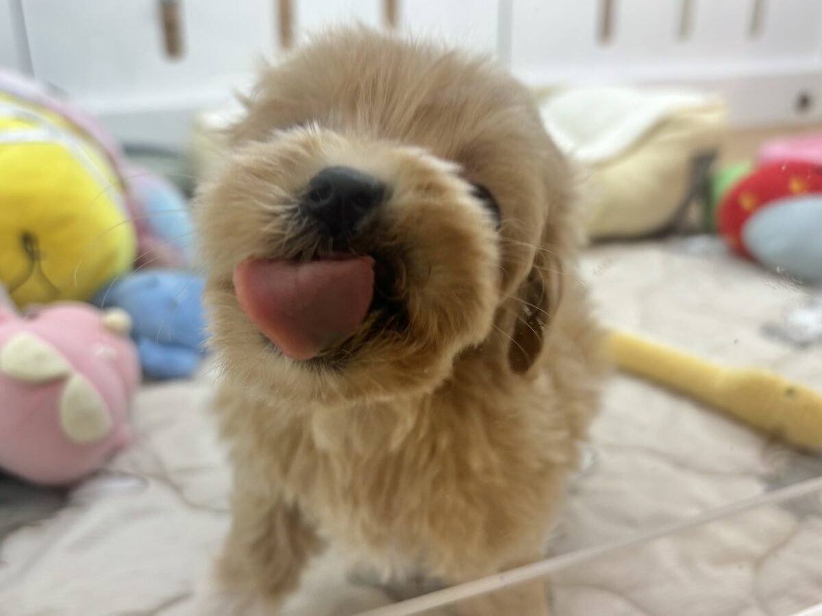 マルプー