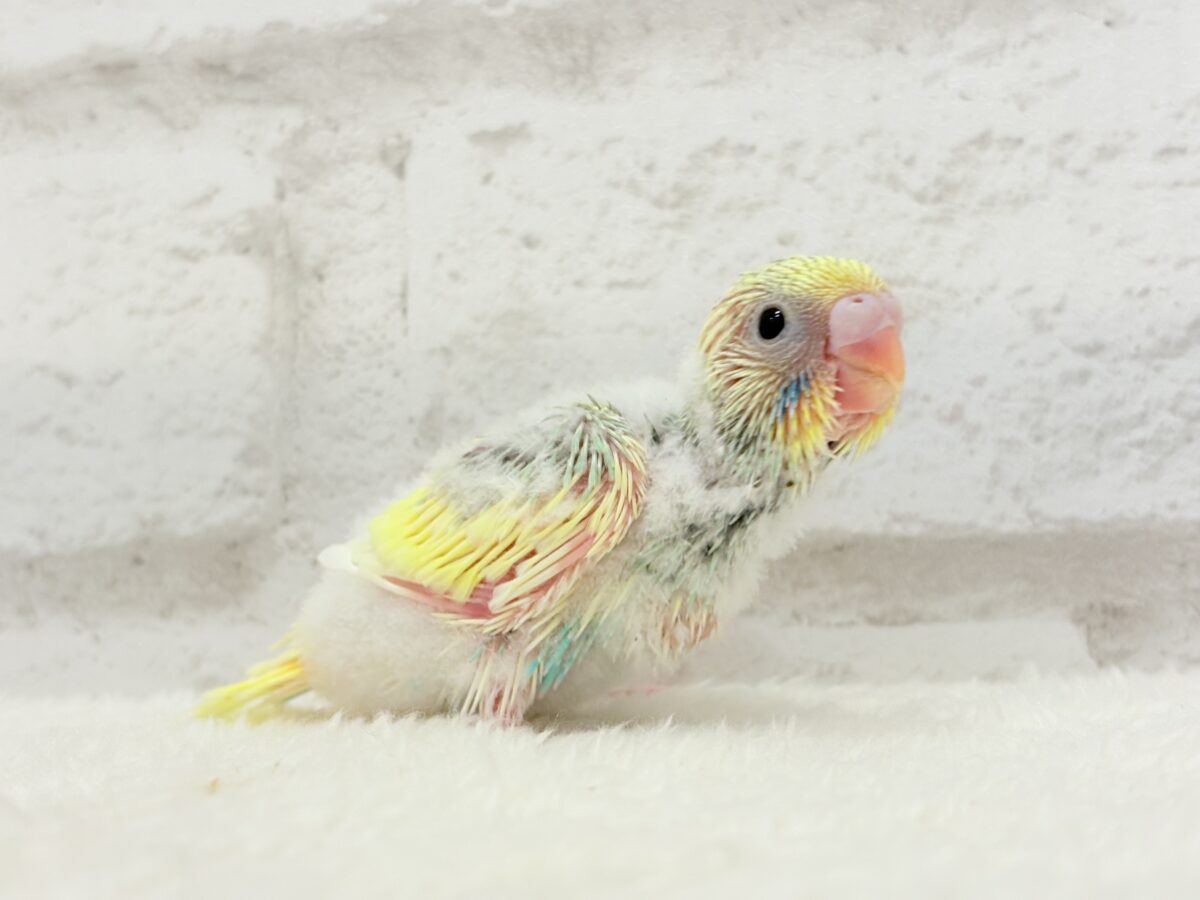 セキセイインコ