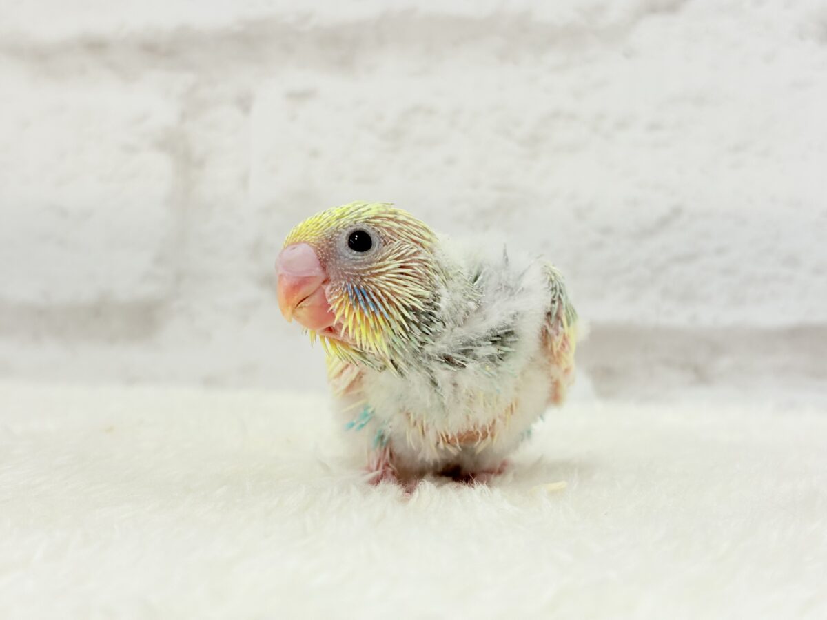 セキセイインコ