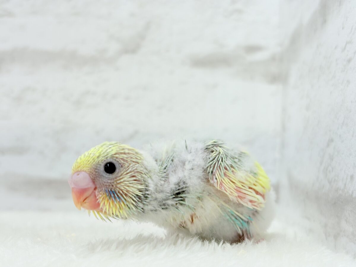 セキセイインコ