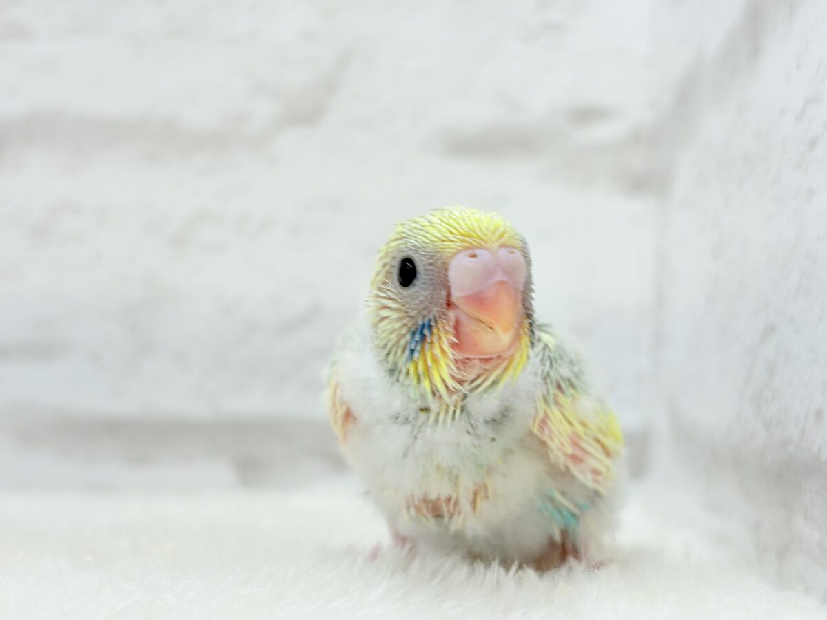 セキセイインコ