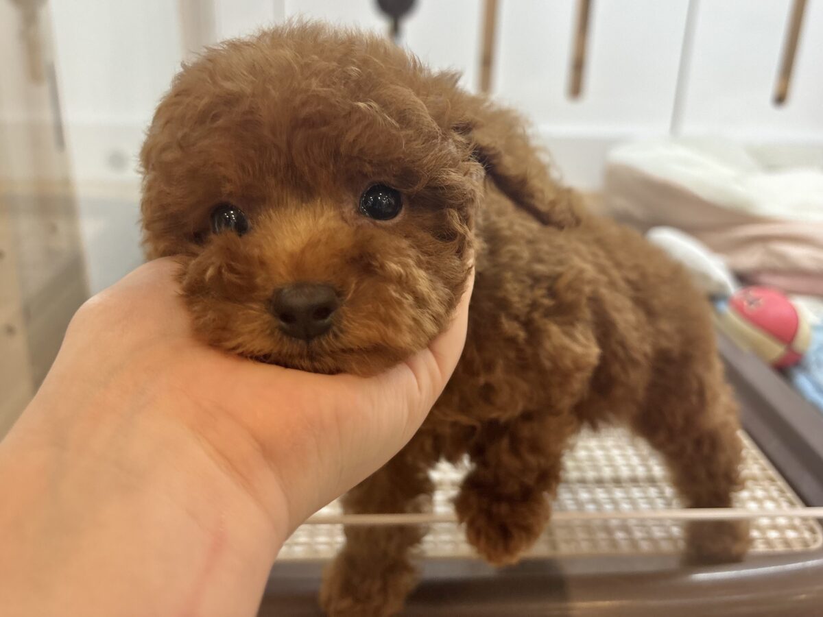 トイプードル
