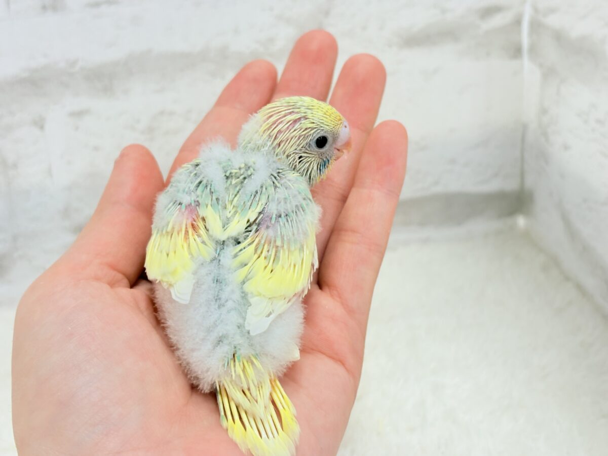 セキセイインコ