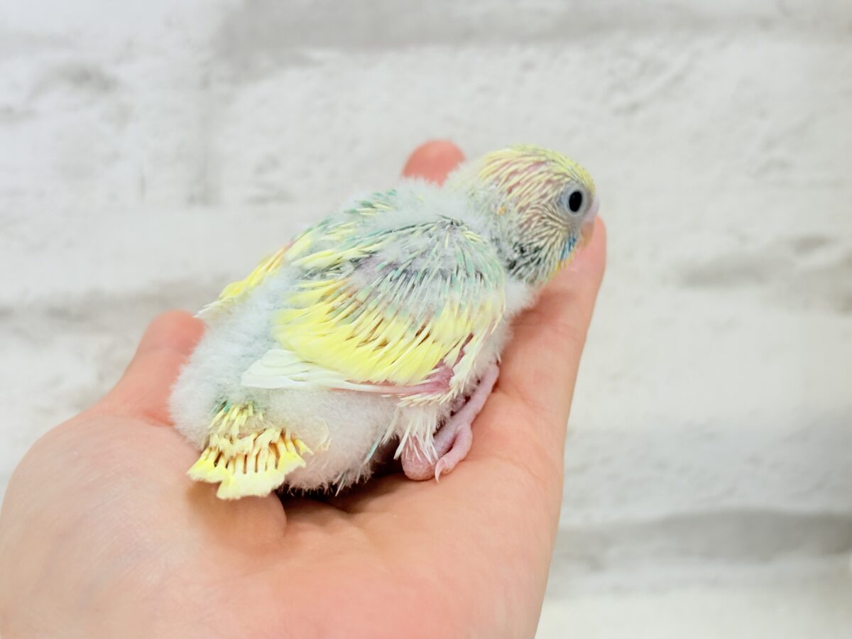 セキセイインコ