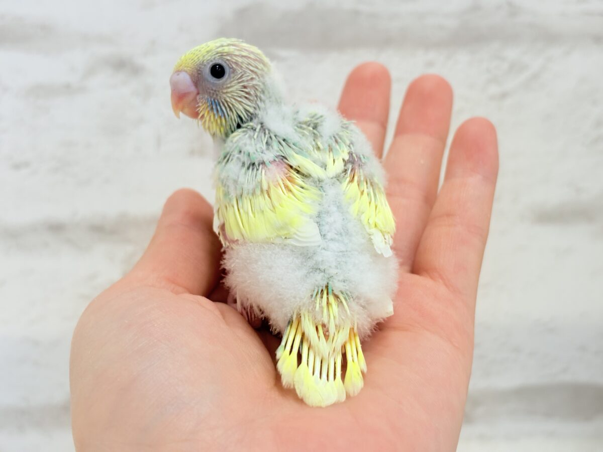 セキセイインコ