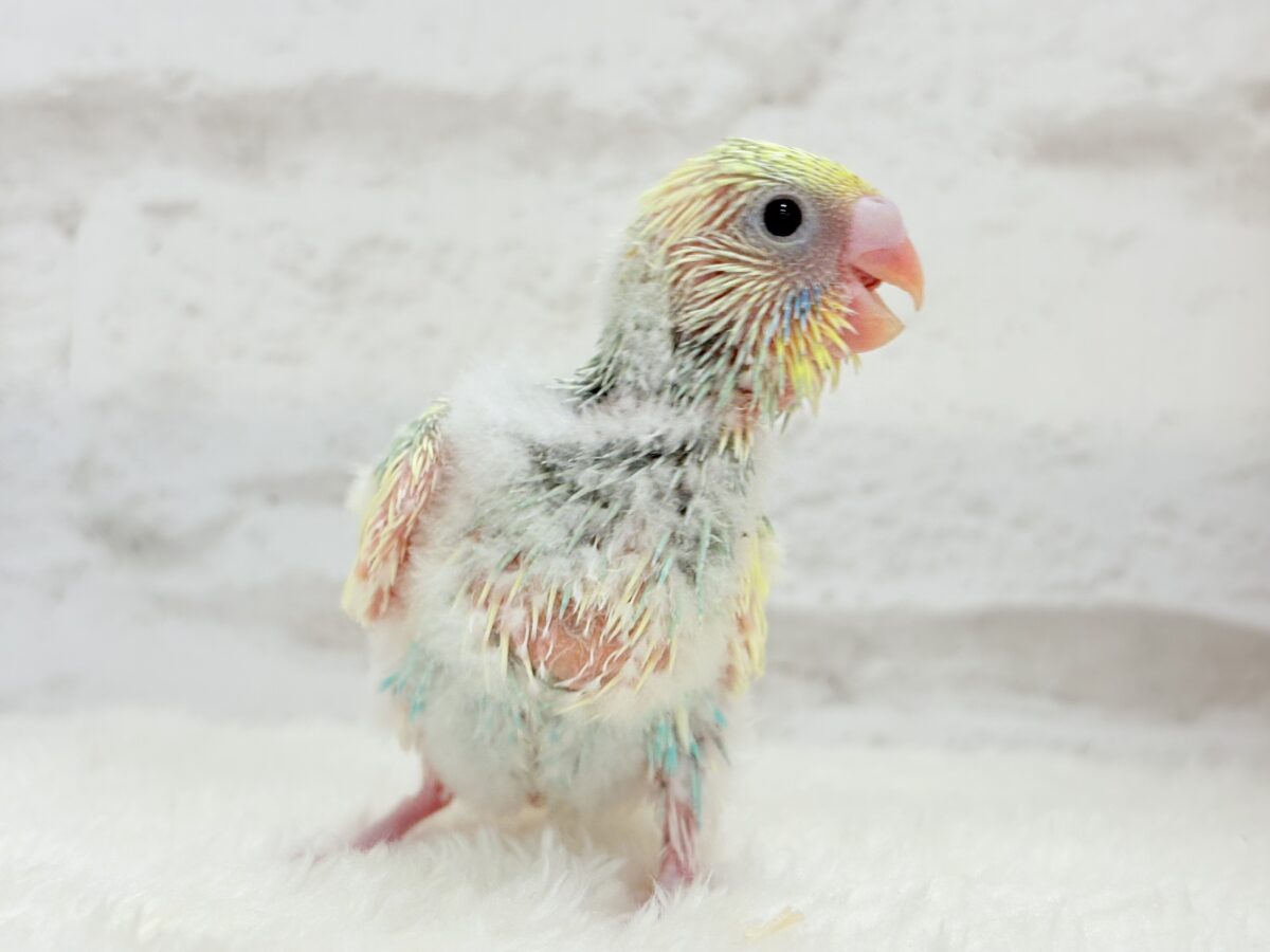 セキセイインコ