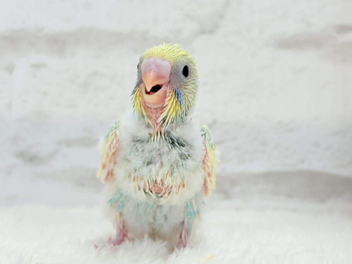 セキセイインコ