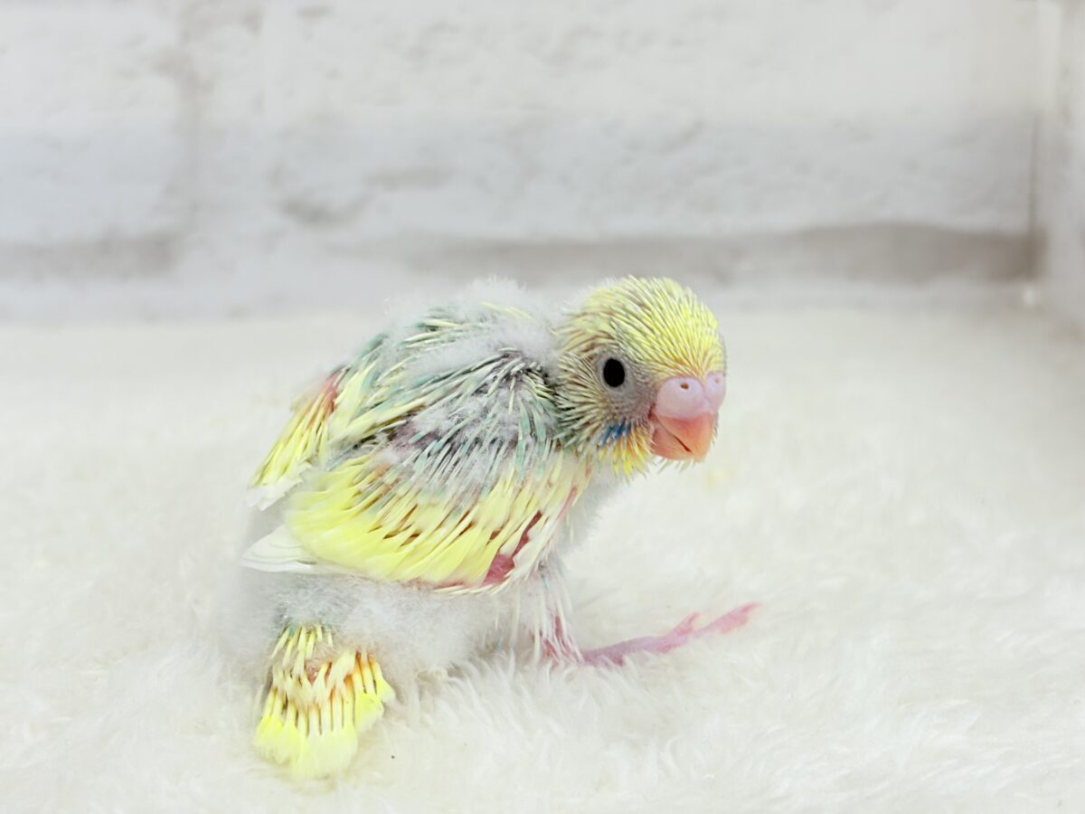 セキセイインコ