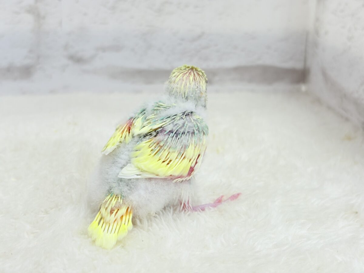 セキセイインコ