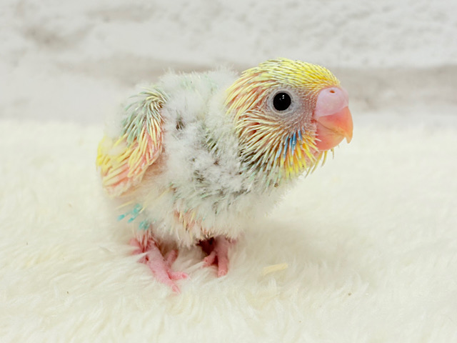 上目遣いビームでメロメロにしちゃうゾ🐣💫セキセイインコ(パステルカラーレインボーパイド) ヒナ