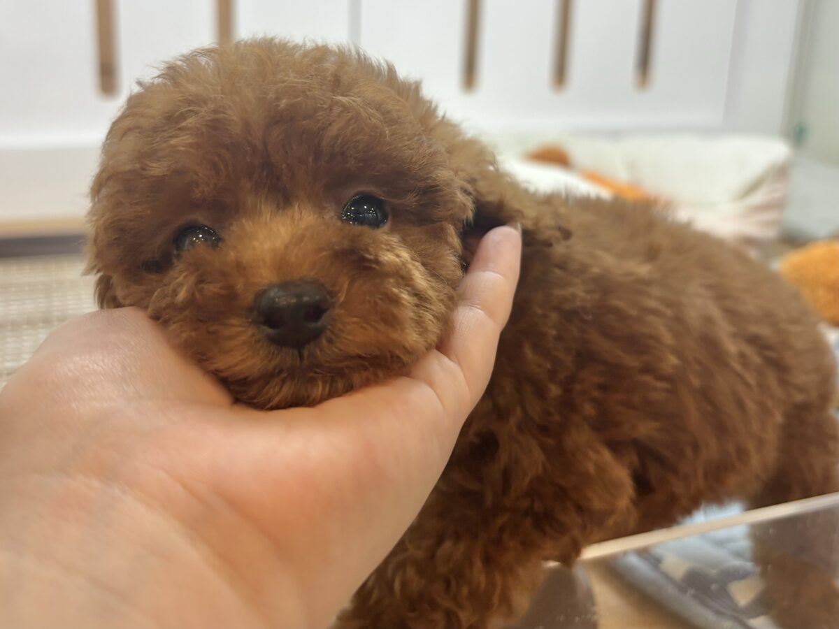 トイプードル