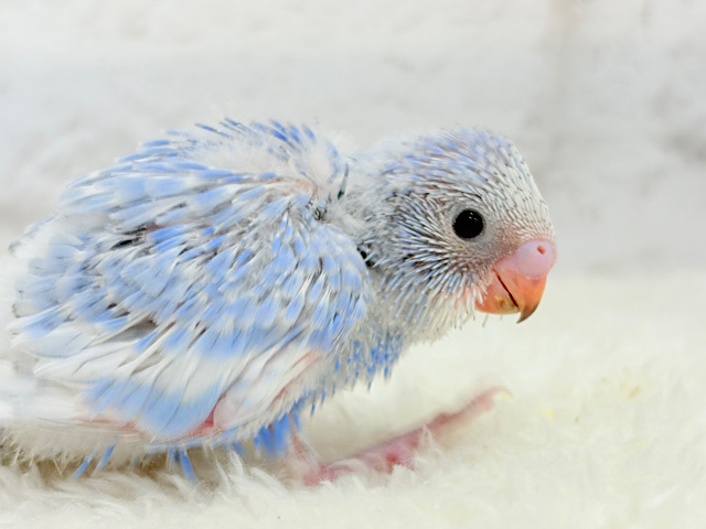 チャームポイントはくりくりおめめ🐣💖セキセイインコ(スパングル) ヒナ