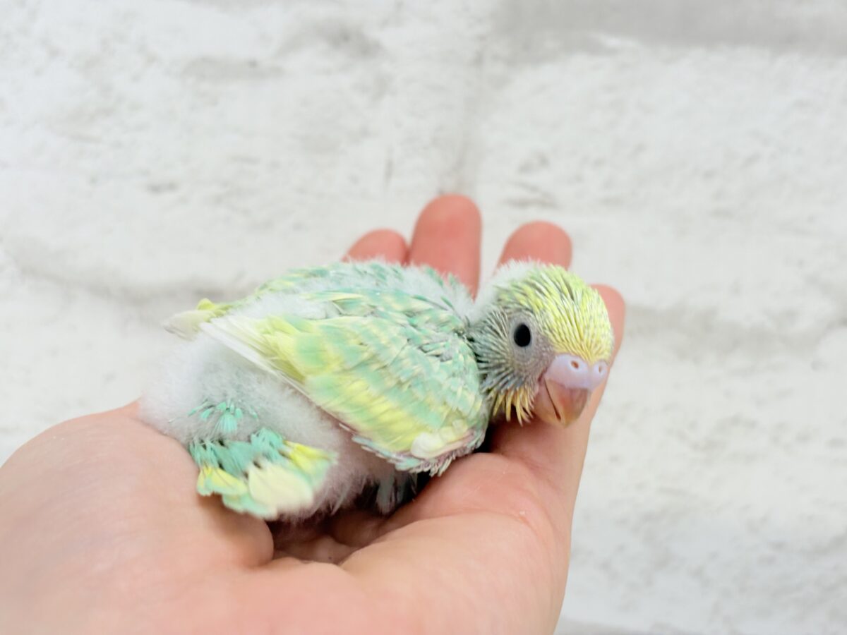 セキセイインコ