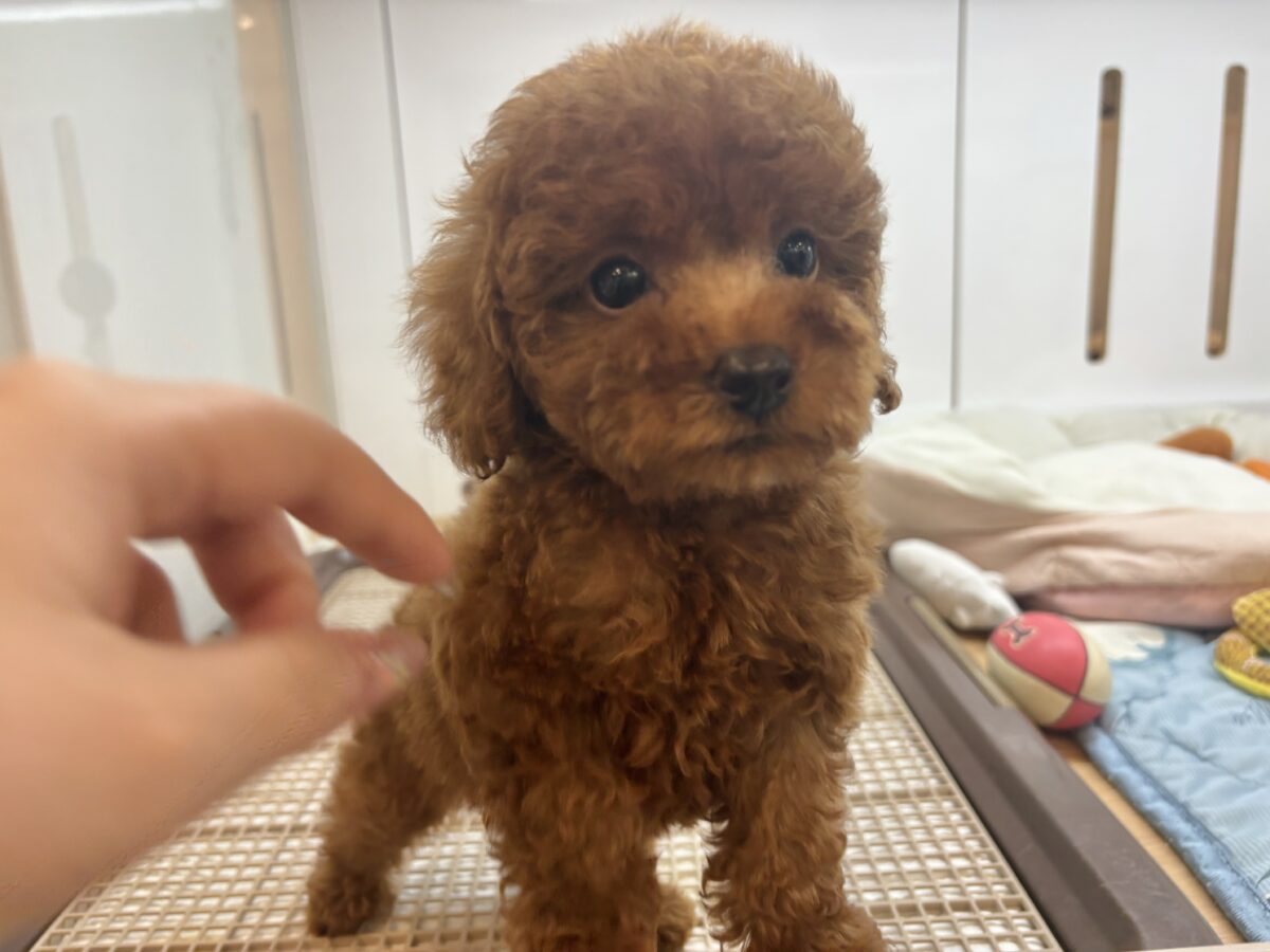可愛さにメロメロズッキュン💘トイプードルちゃん！