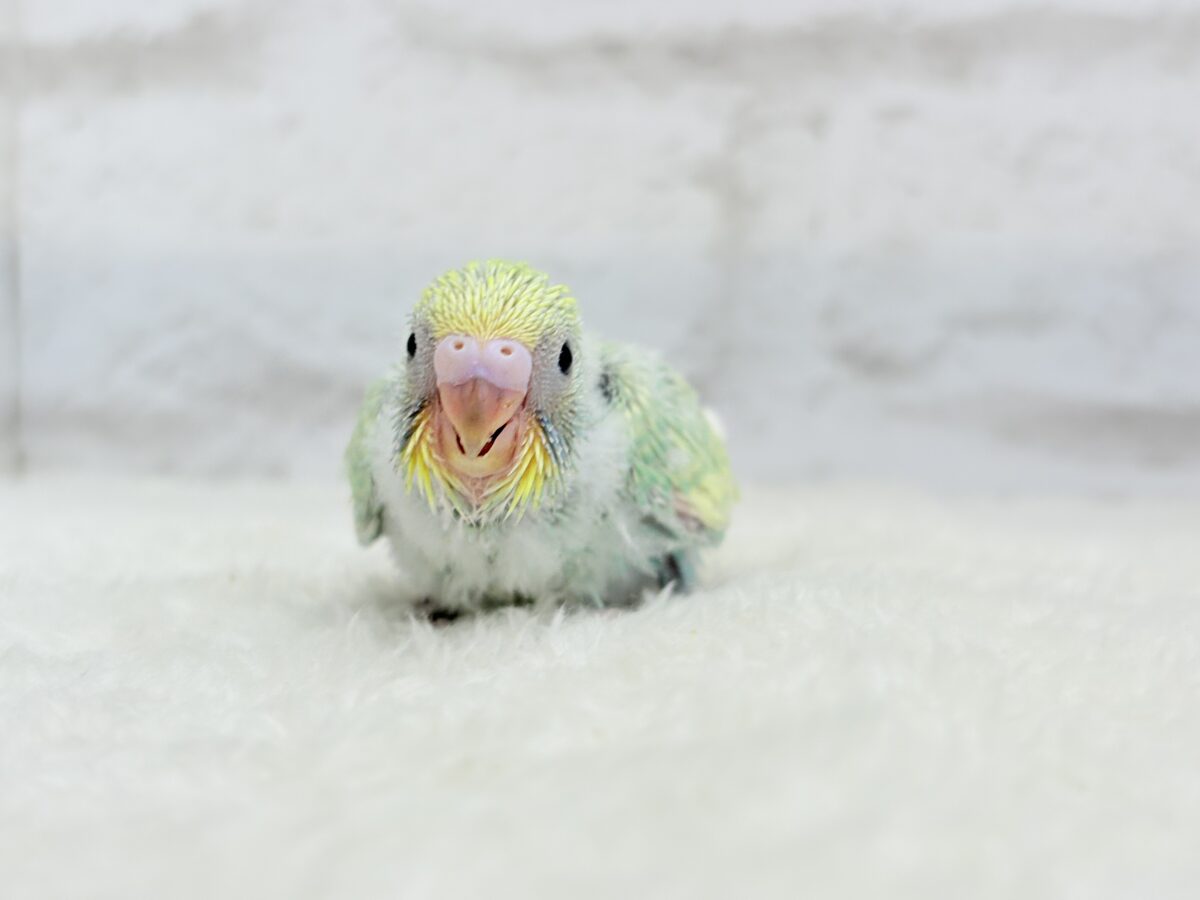 セキセイインコ