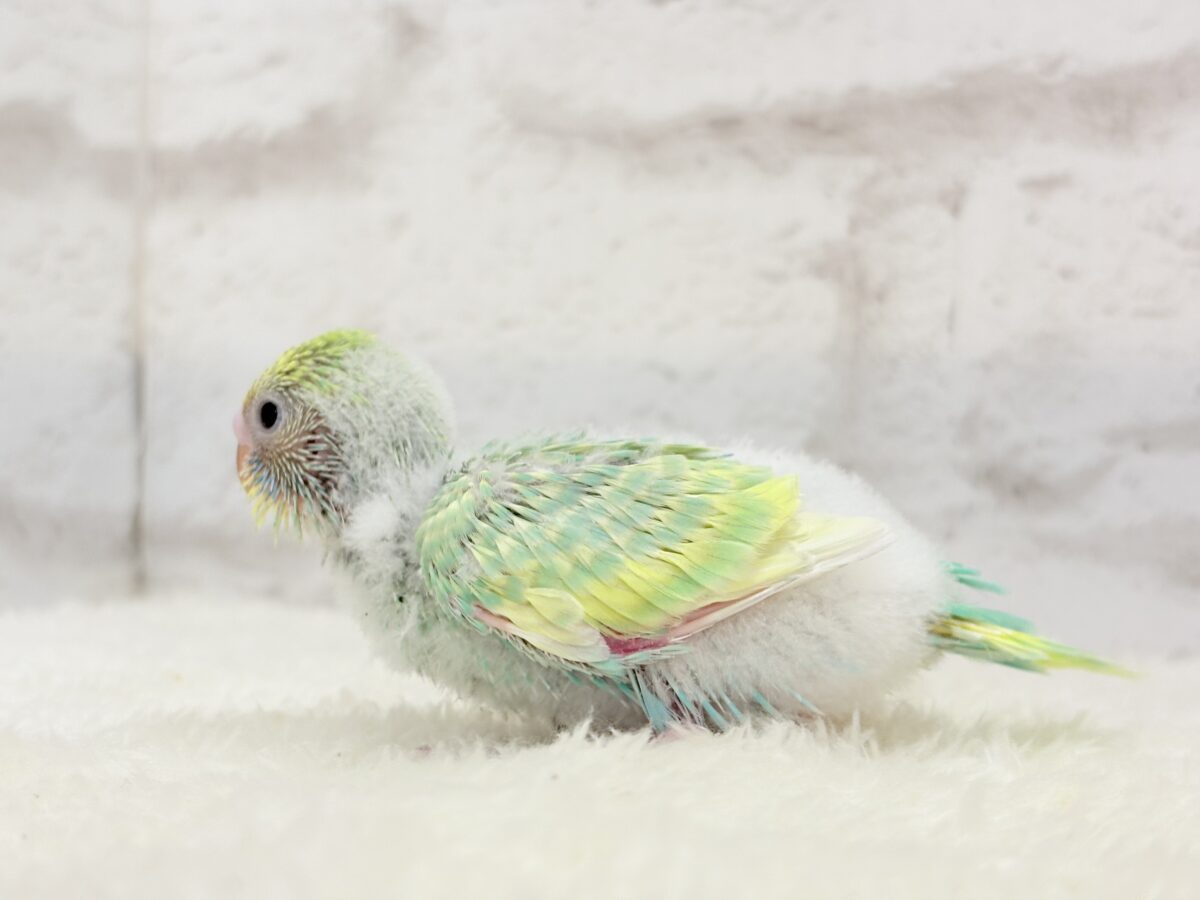 セキセイインコ