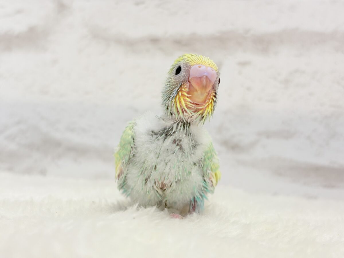 セキセイインコ