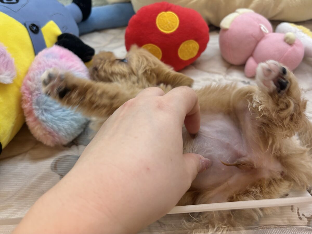 マルプー