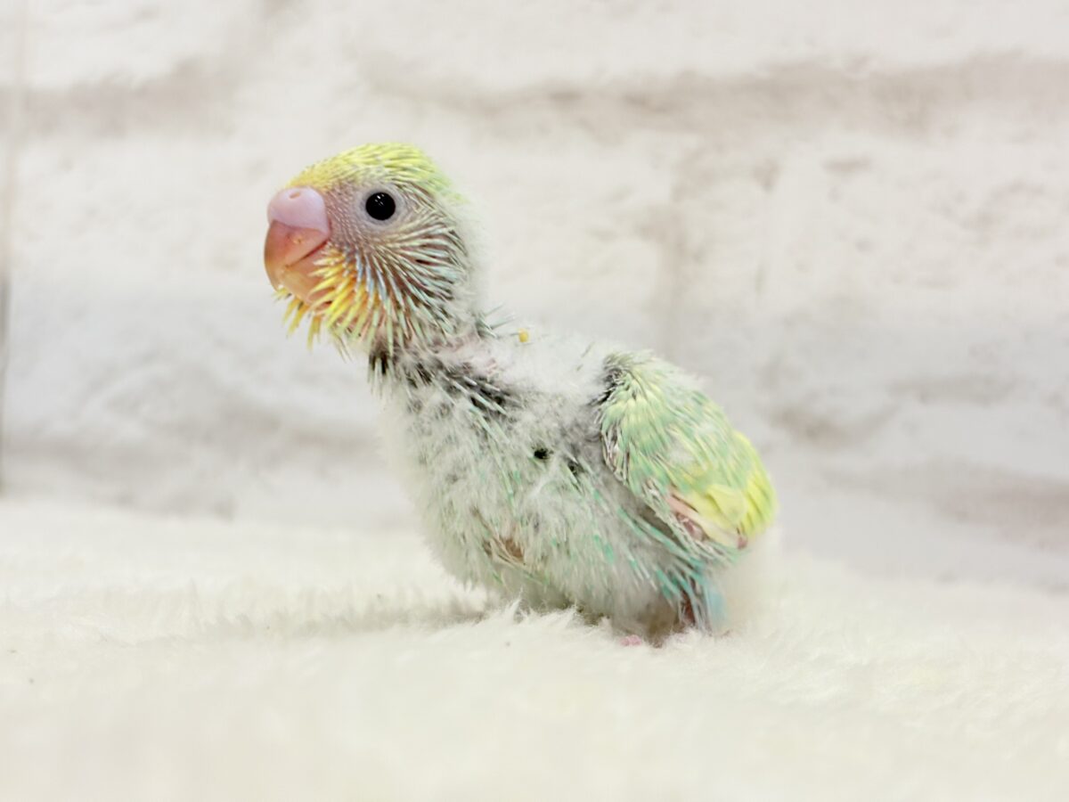 セキセイインコ