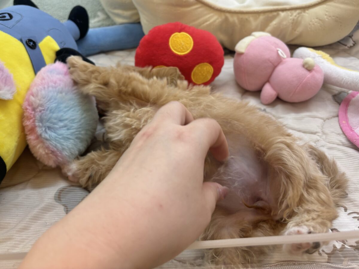マルプー