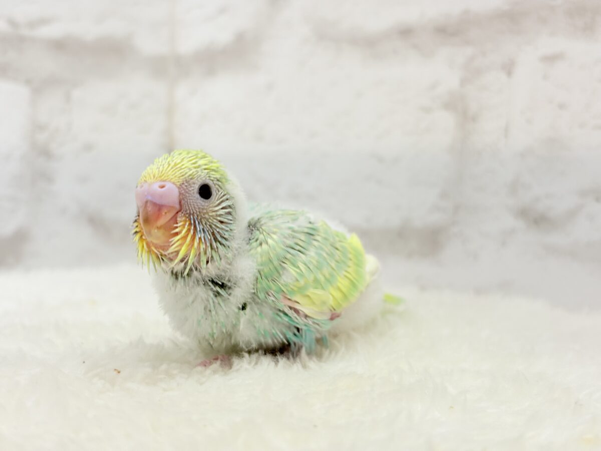 セキセイインコ