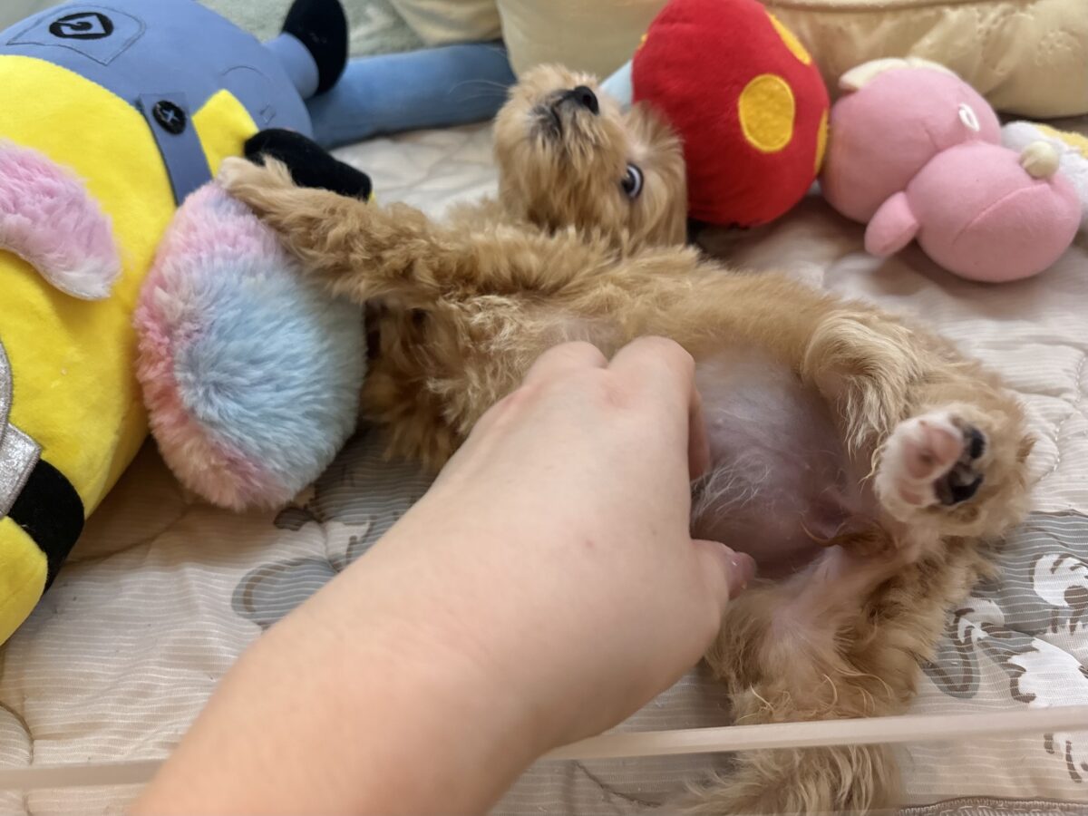 マルプー