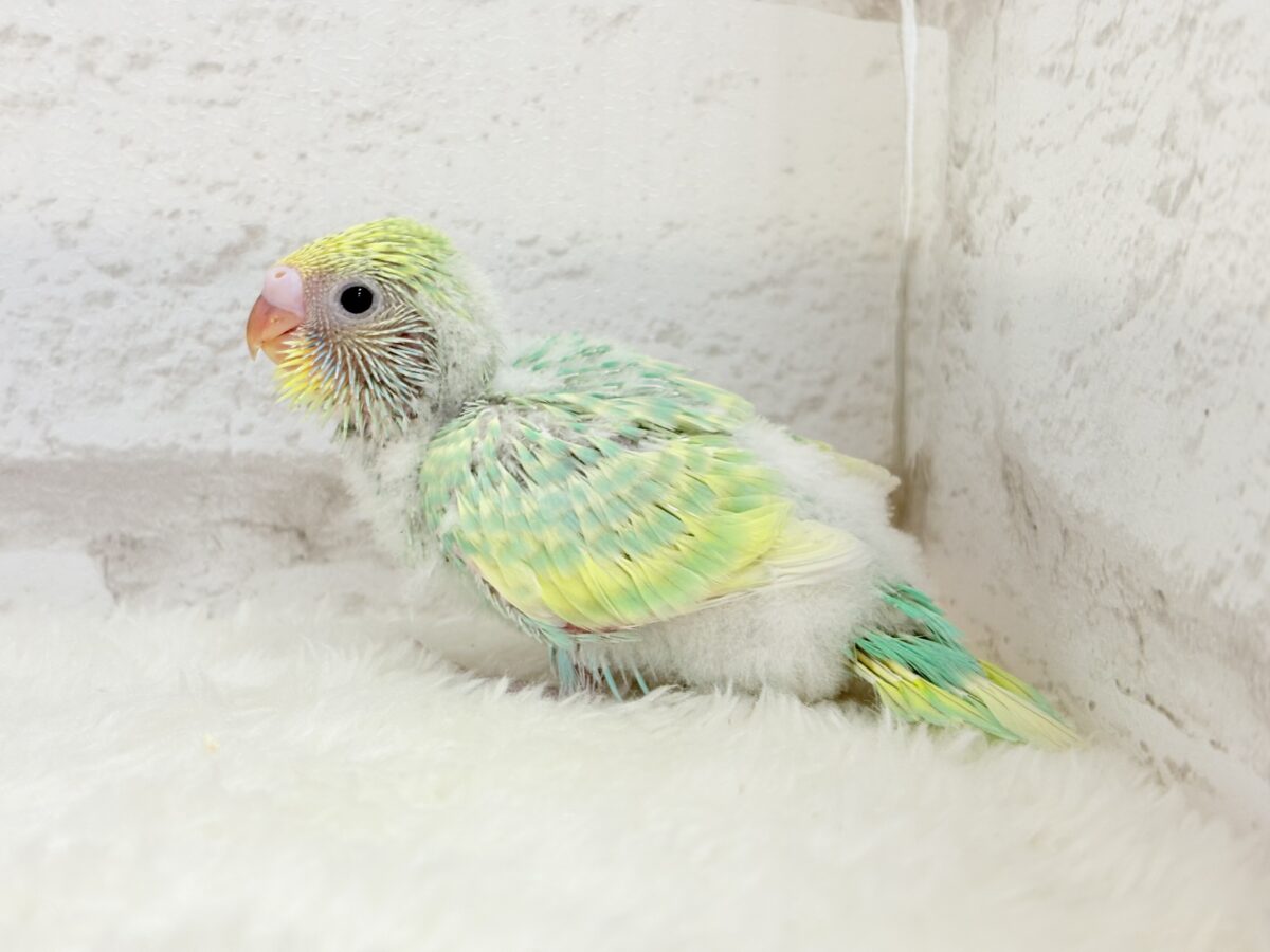 セキセイインコ