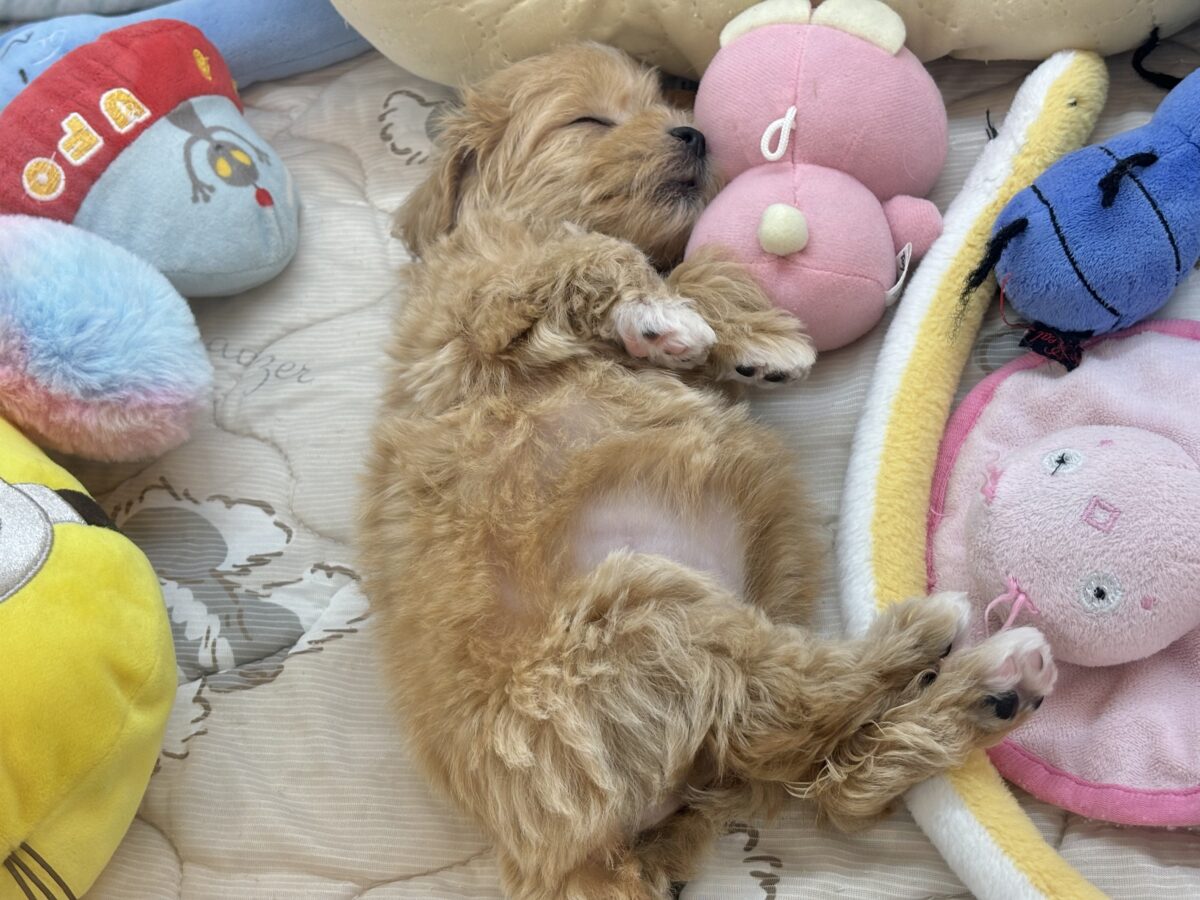 マルプー