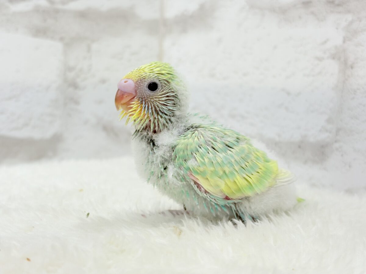 セキセイインコ