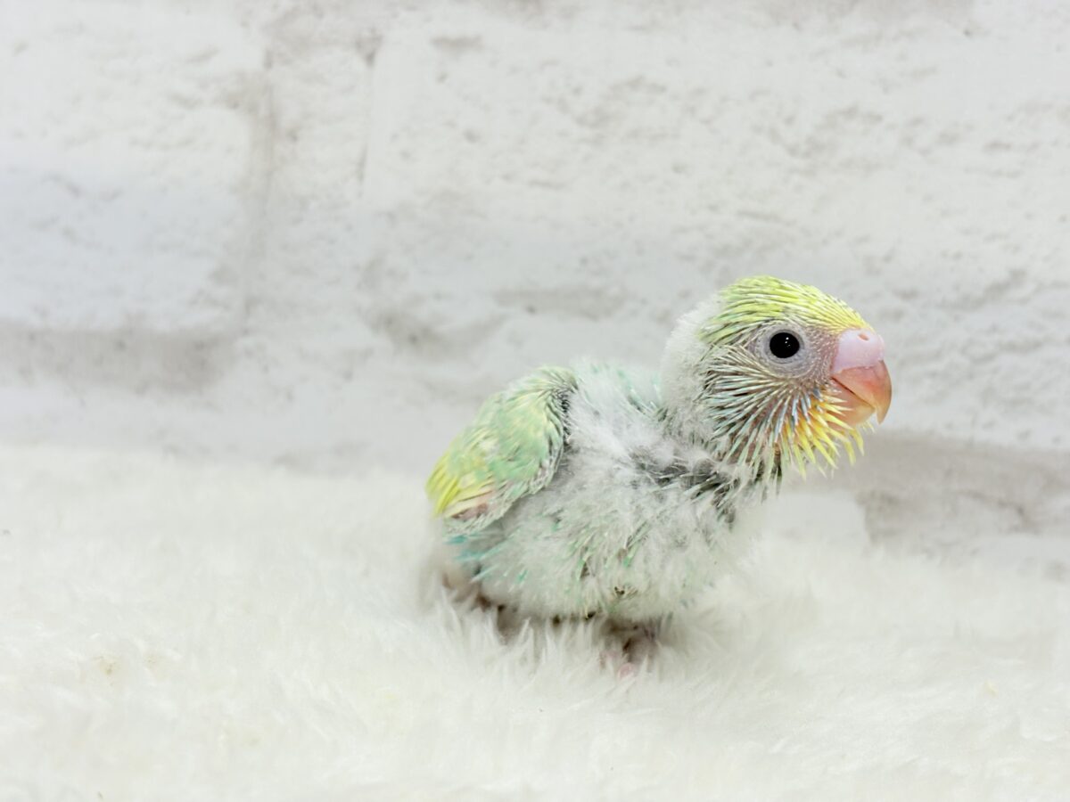 セキセイインコ