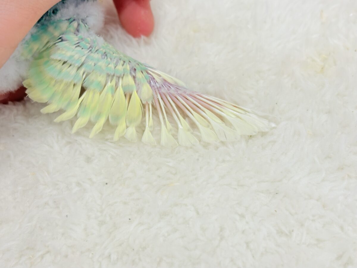 セキセイインコ