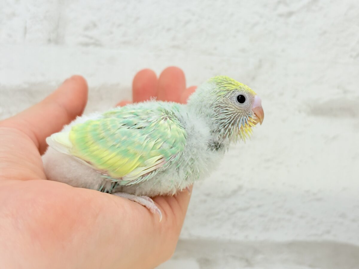 セキセイインコ