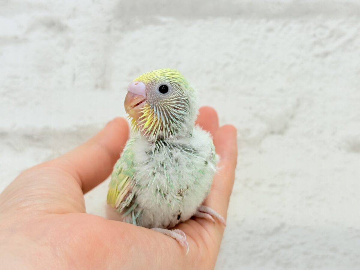 セキセイインコ