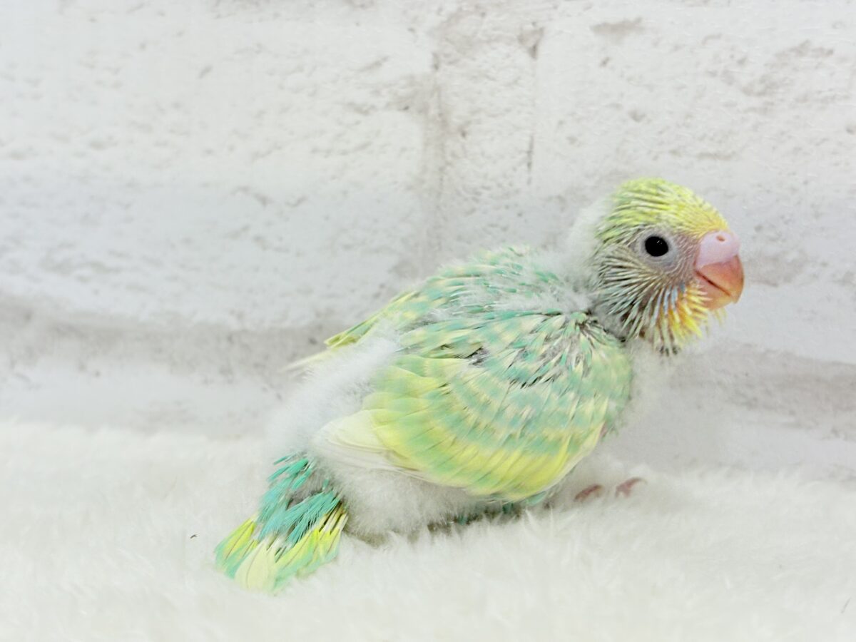 セキセイインコ